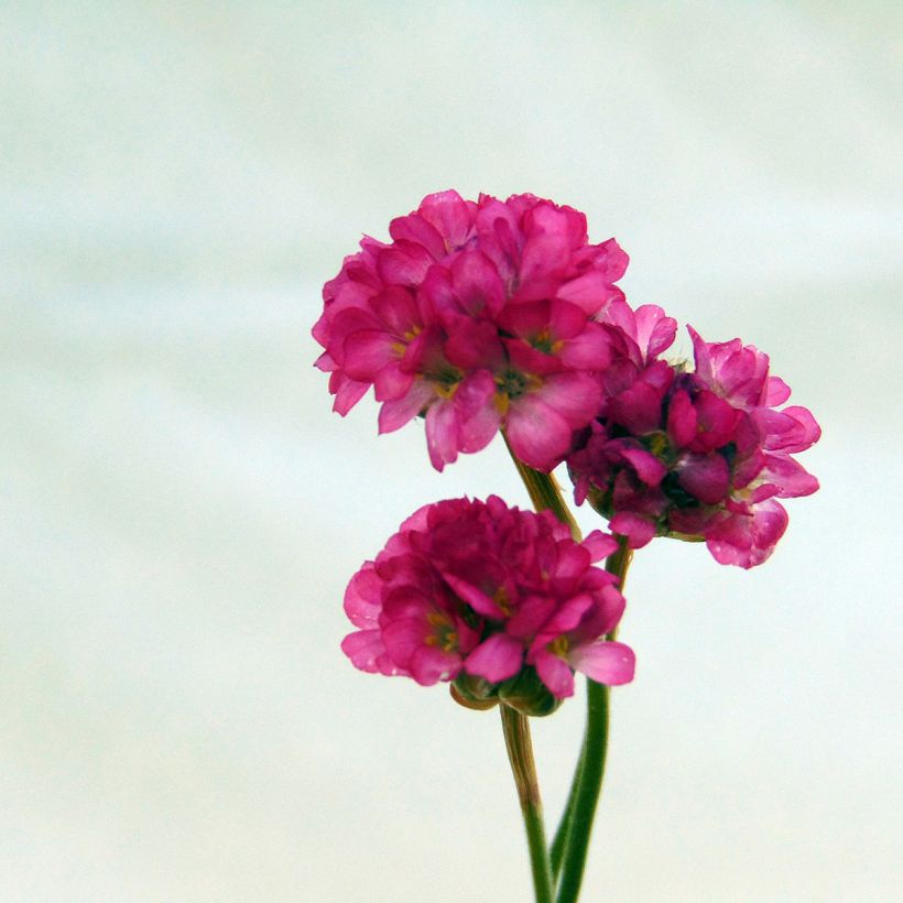 Gazon d'Espagne Vesuvius - Armeria maritima (Flowering)