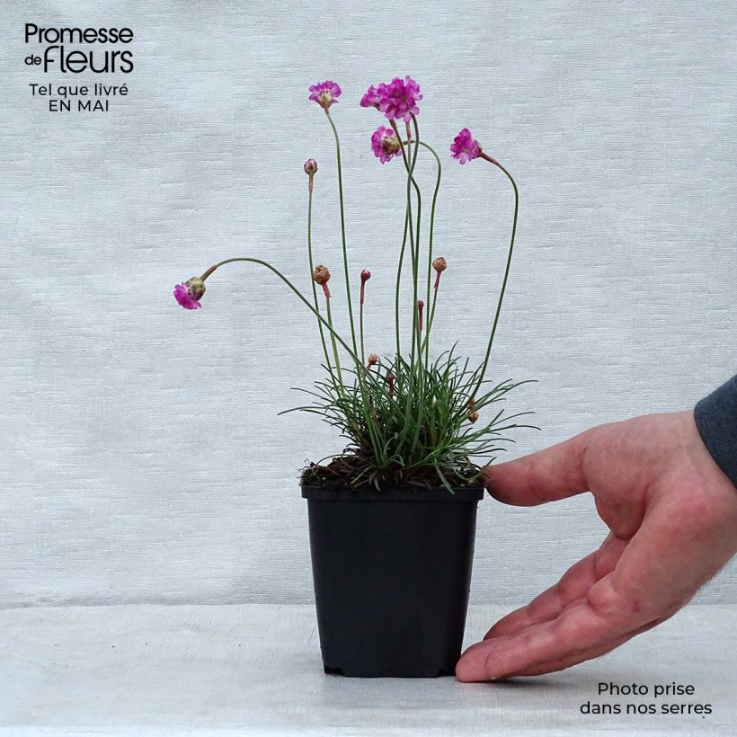 Example of Gazon d'Espagne Vesuvius - Armeria maritima Godet de 8/9 cm as you get in printemps