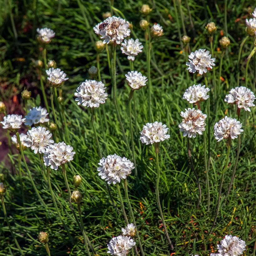 Gazon d'Espagne blanc, Armeria Maritima alba (Flowering)