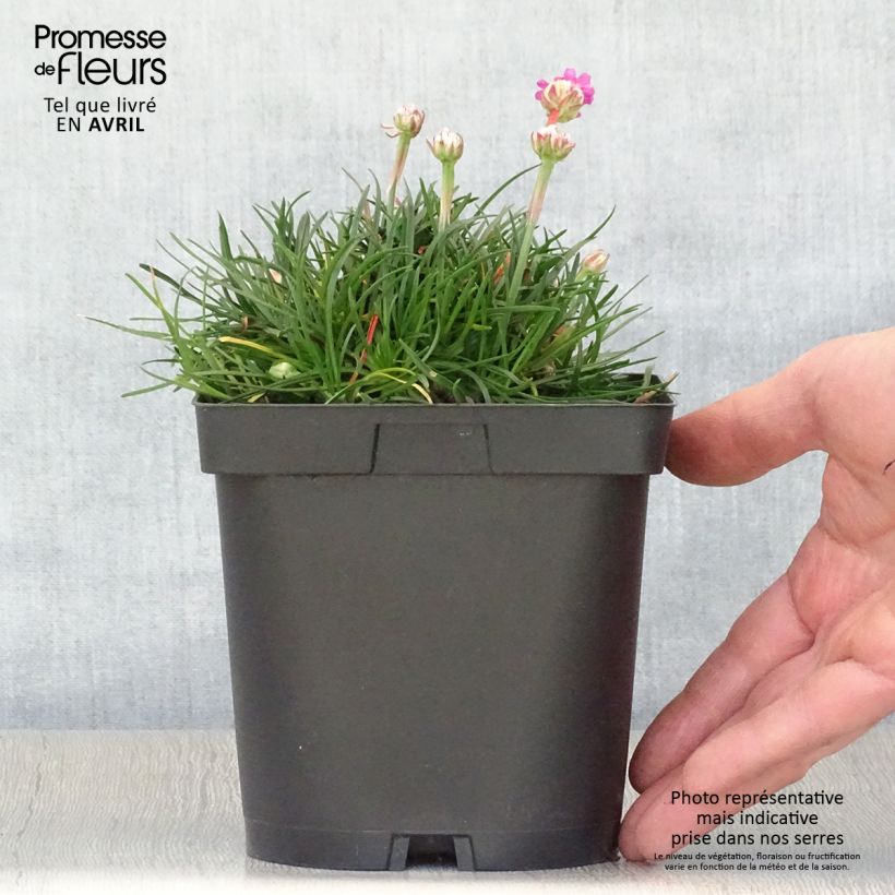 Example of Gazon d'Espagne - Armeria maritima Düsseldorfer Stolz Pot de 2L/3L as you get in printemps