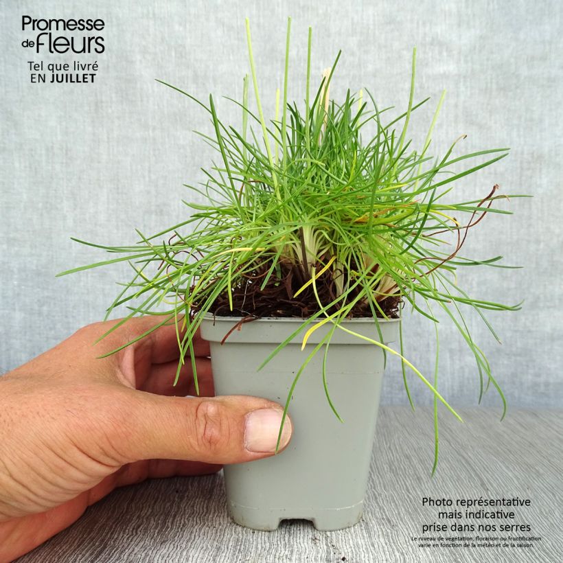 Spécimen de Gazon d'Espagne - Armeria maritima Splendens Godet de 8/9 cm tel que livré en été