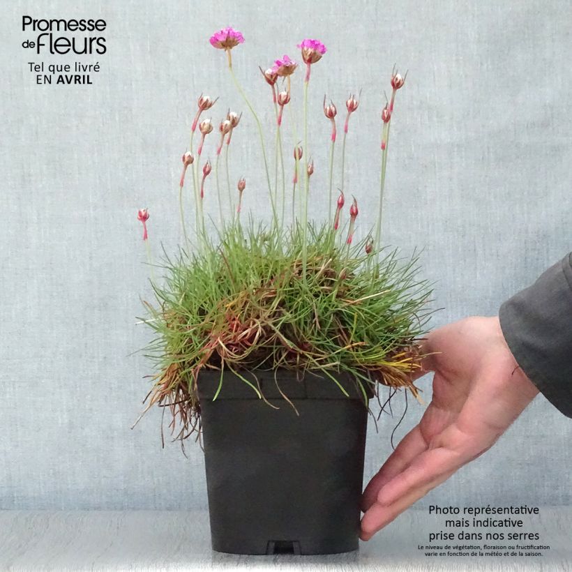 Example of Gazon d'Espagne - Armeria maritima Splendens Pot de 2L/3L as you get in printemps