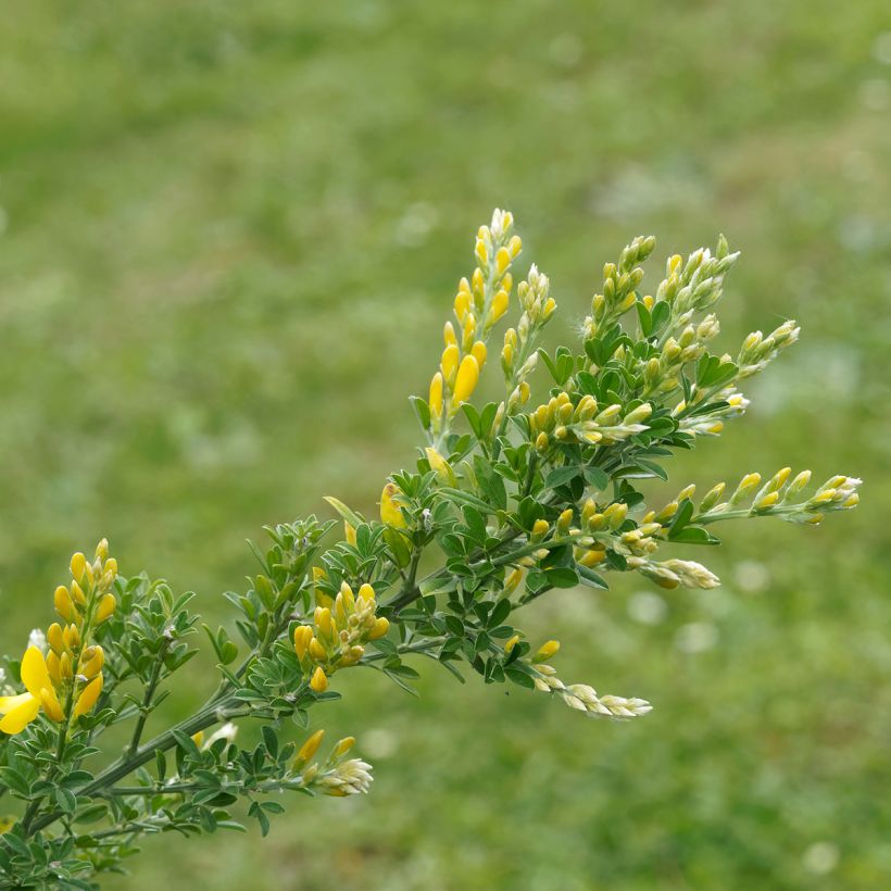 Genêt - Cytisus Golden Sunlight (Feuillage)