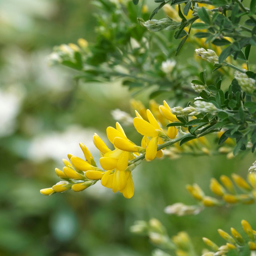 Genêt - Cytisus Golden Sunlight (Floraison)