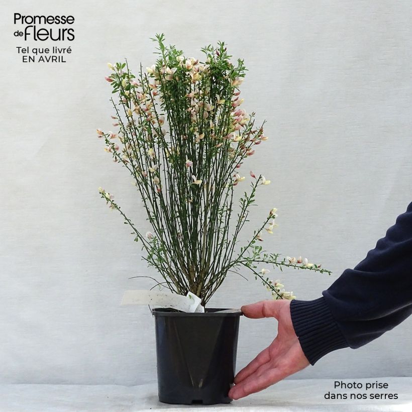 Example of Cytisus procumbens Zeelandia - Genêt à balais Pot de 1,5L/2L as you get in printemps