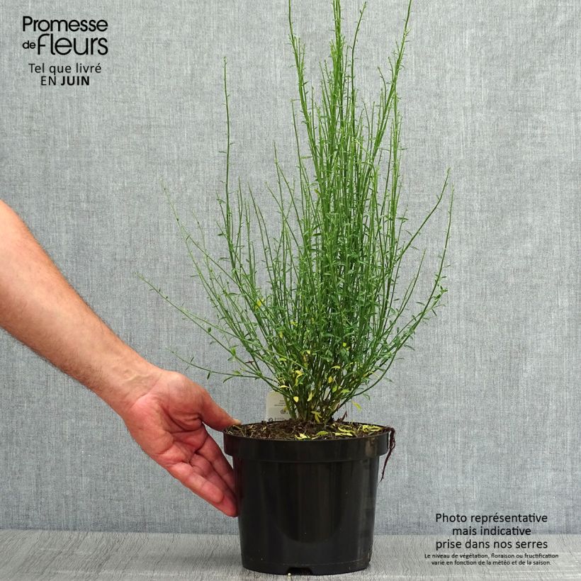 Spécimen de Cytisus procumbens Zeelandia - Genêt à balais Pot de 1,5L/2L tel que livré en été