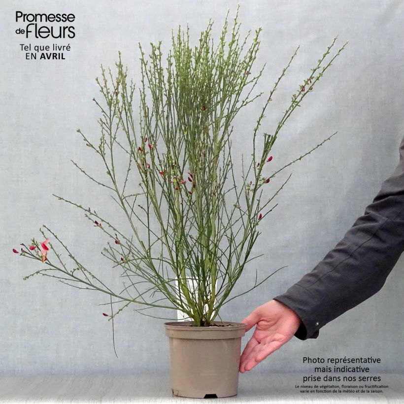 Spécimen de Genêt - Cytisus scoparius Palette Pot de 2L/3L tel que livré au printemps
