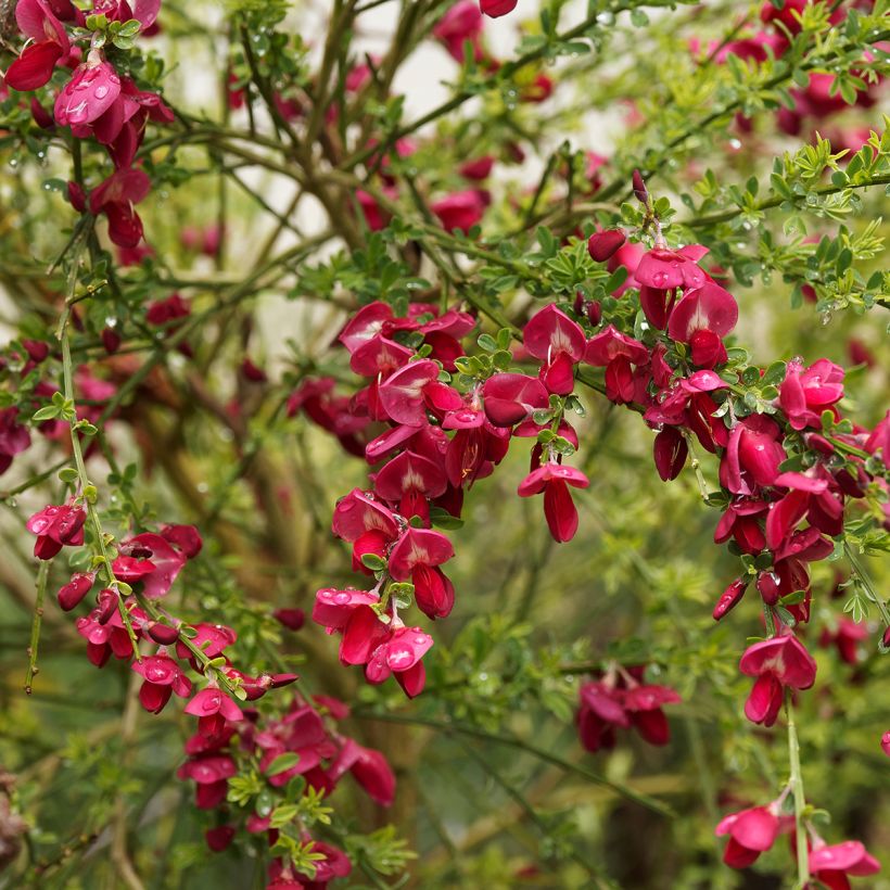 Genêt à balais - Cytisus Boskoop Ruby (Flowering)