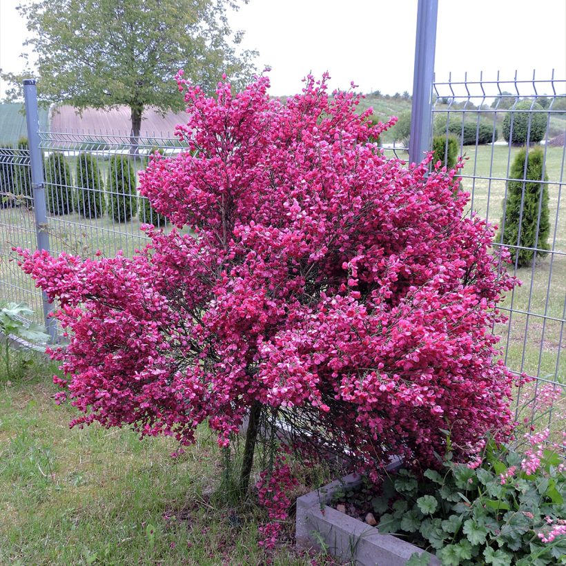 Genêt à balais - Cytisus Boskoop Ruby (Plant habit)
