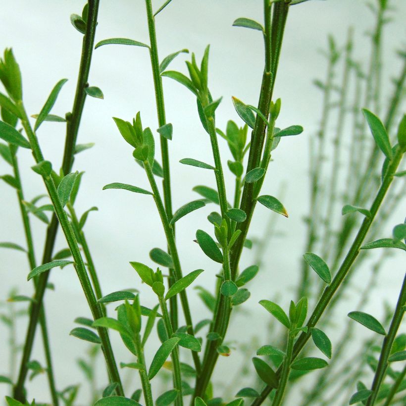 Genêt à balais - Cytisus scoparius Andreanus (Foliage)