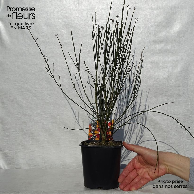 Example of Genêt à balais - Cytisus scoparius Andreanus Pot de 2L/3L as you get in printemps