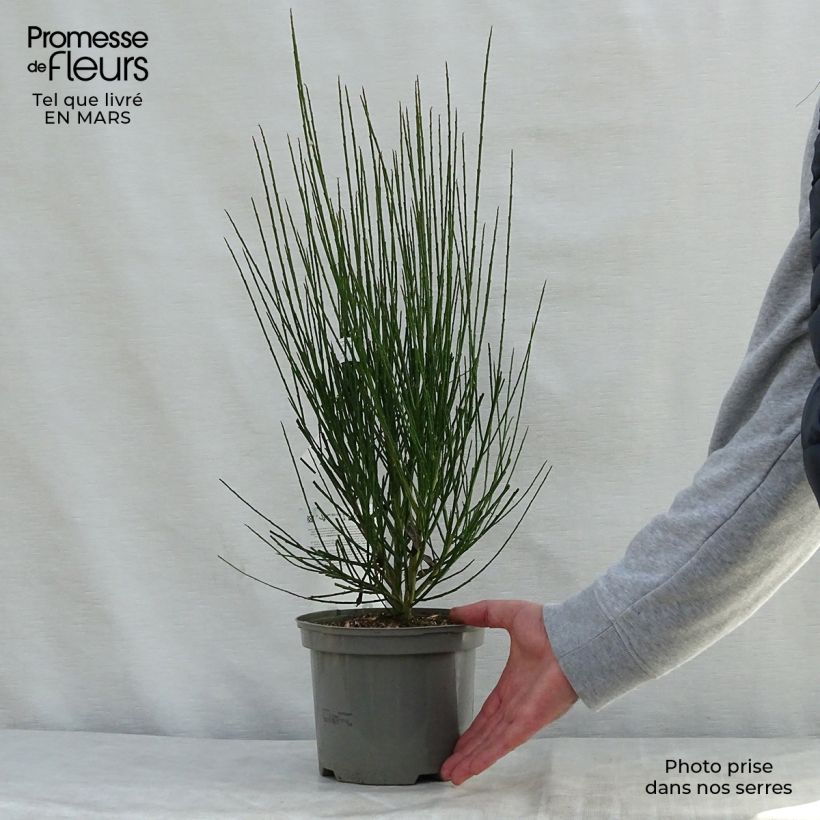 Example of Genêt à balais - Cytisus scoparius Lena Pot de 2L/3L as you get in printemps