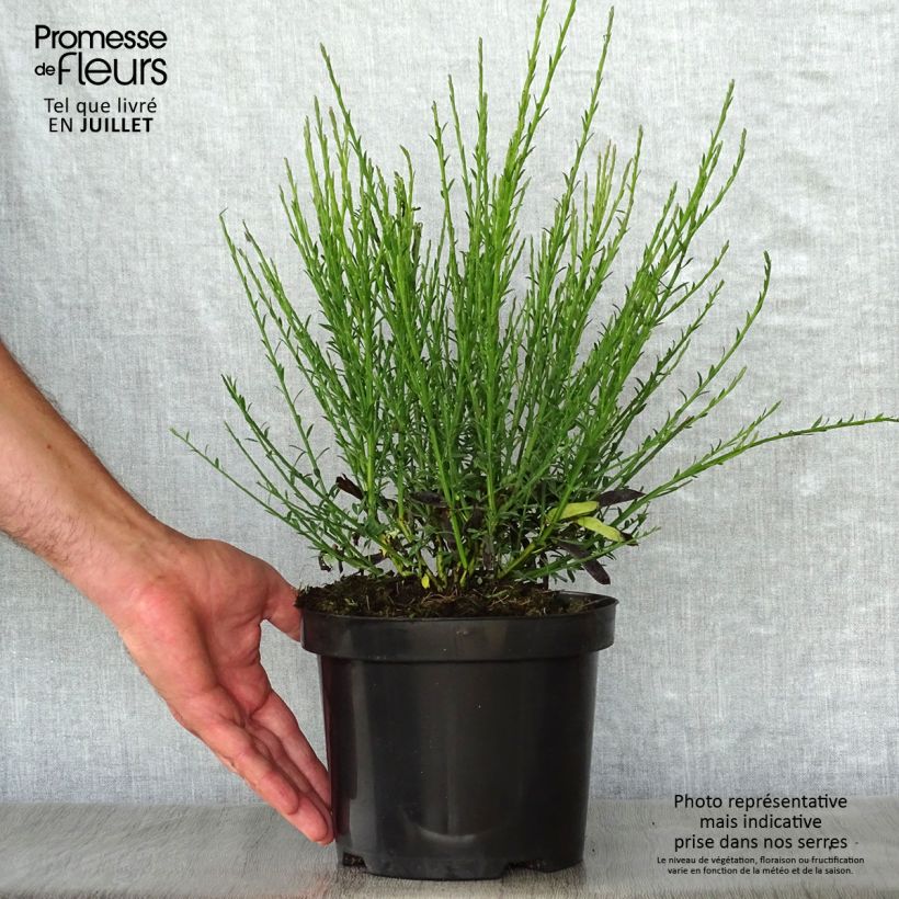 Spécimen de Genêt à balais - Cytisus scoparius Lena Pot de 2L/3L tel que livré en été