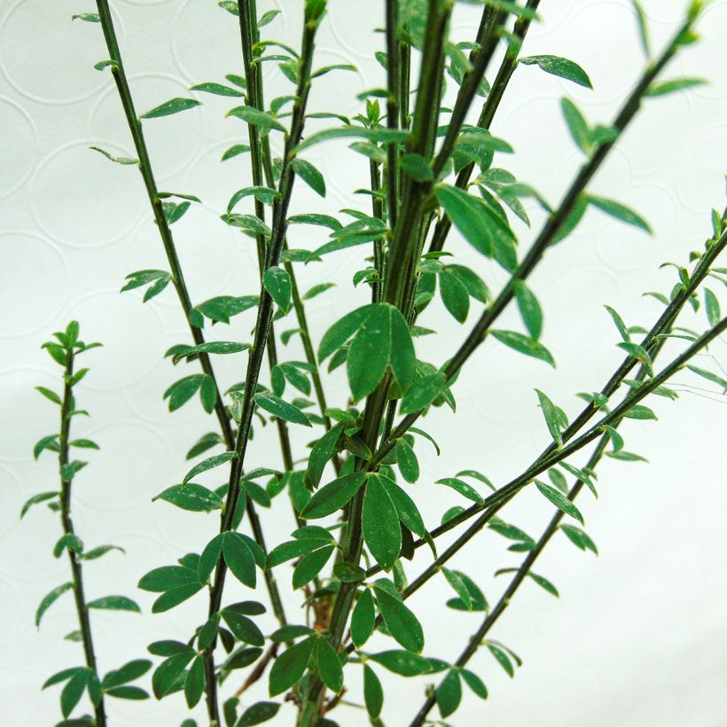 Genêt à balais - Cytisus scoparius Luna (Foliage)