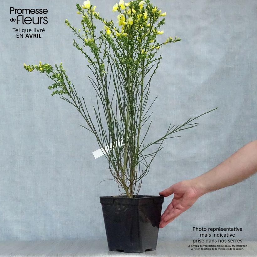Example of Genêt à balais - Cytisus scoparius Luna Pot de 2L/3L as you get in printemps