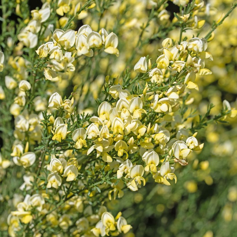 Genêt à balais - Cytisus scoparius Luna (Flowering)