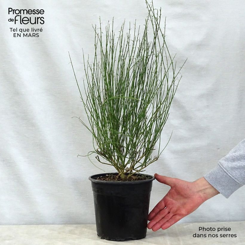 Example of Genêt à balais - Cytisus scoparius Moyclare Pink Pot de 4L/5L as you get in printemps