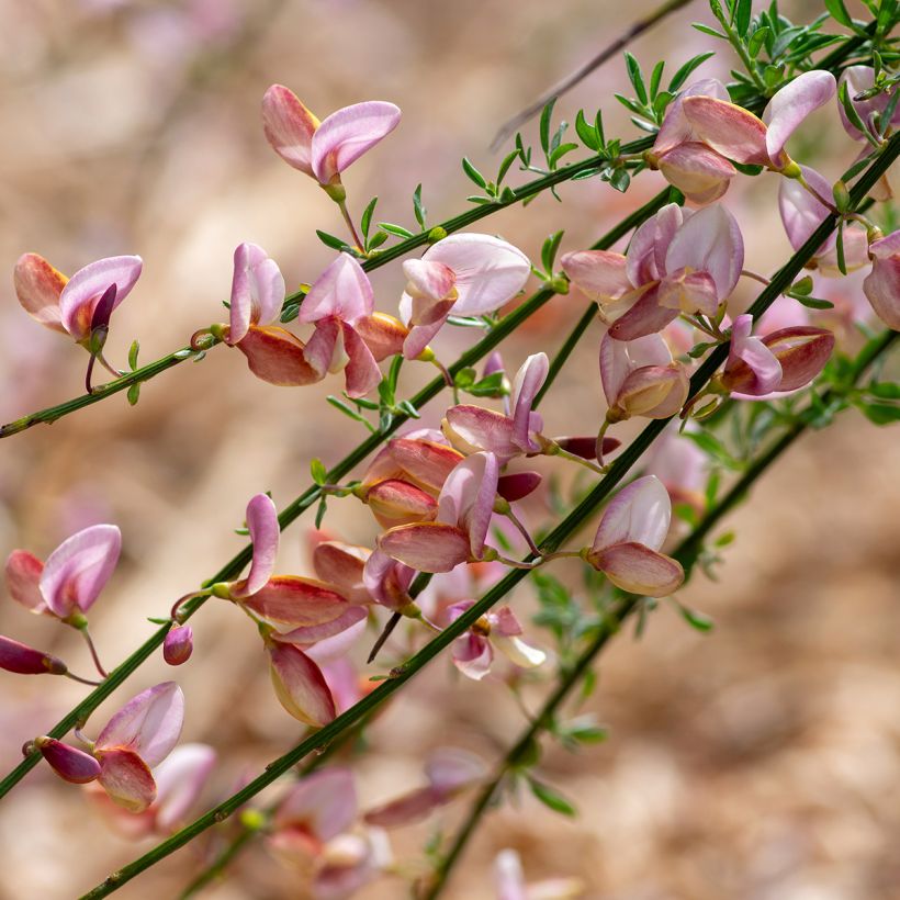 Genêt à balais - Cytisus scoparius Moyclare Pink (Flowering)