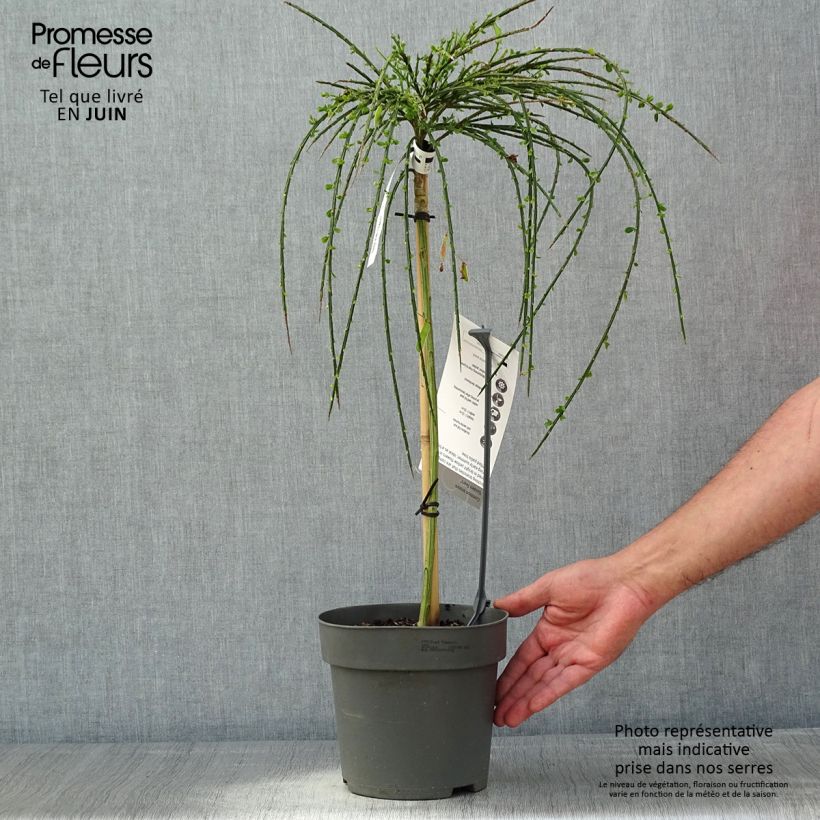 Spécimen de Genêt à balais sur tige - Cytisus scoparius Golden Tears Pot de 4L/5L, Tige, Tige de 70 cm tel que livré au printemps