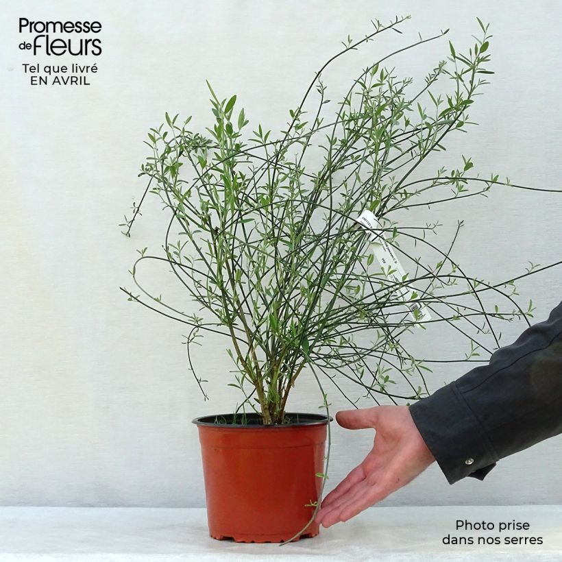 Example of Genêt d'Espagne - Spartium junceum Pot de 2L/3L as you get in printemps