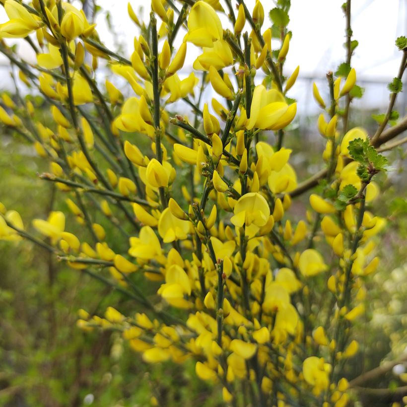 Genêt précoce - Cytisus praecox Allgold (Flowering)