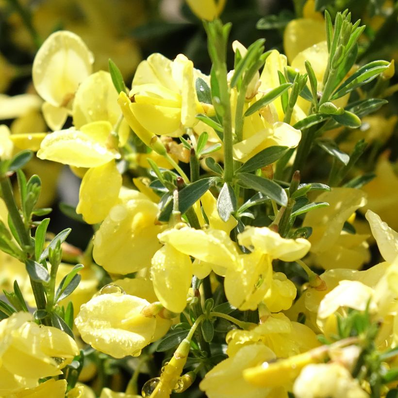 Genêt précoce - Cytisus praecox Allgold (Floraison)