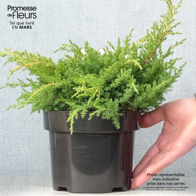 Example of Genévrier - Juniperus pfitzeriana Goldkissen Pot de 2L/3L as you get in printemps