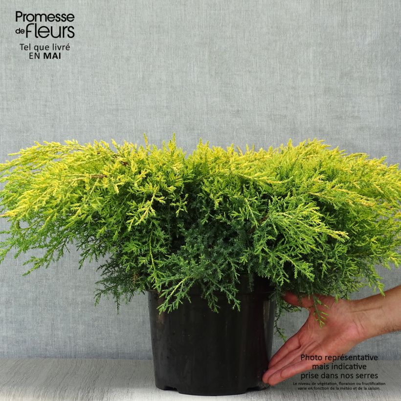 Example of Genévrier - Juniperus pfitzeriana Goldkissen Pot de 7,5L/10L as you get in printemps