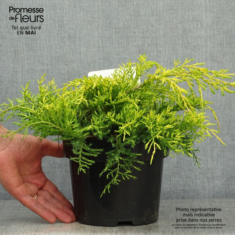 Example of Genévrier - Juniperus pfitzeriana King Of Spring Pot de 2L/3L as you get in printemps