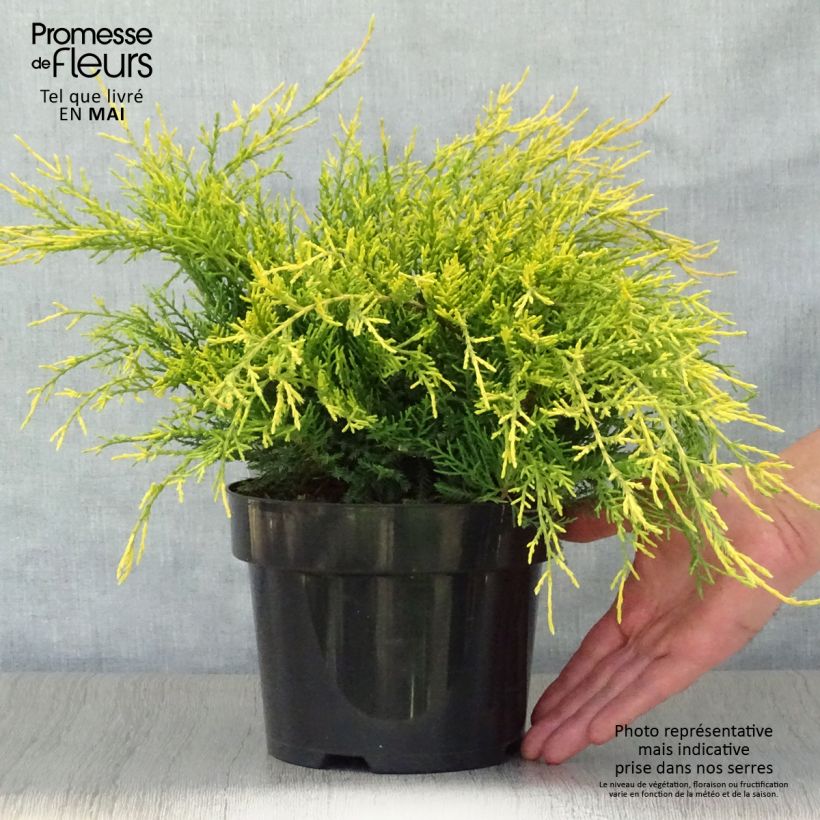 Example of Genévrier - Juniperus pfitzeriana Old Gold                Pot de 2L/3L as you get in printemps