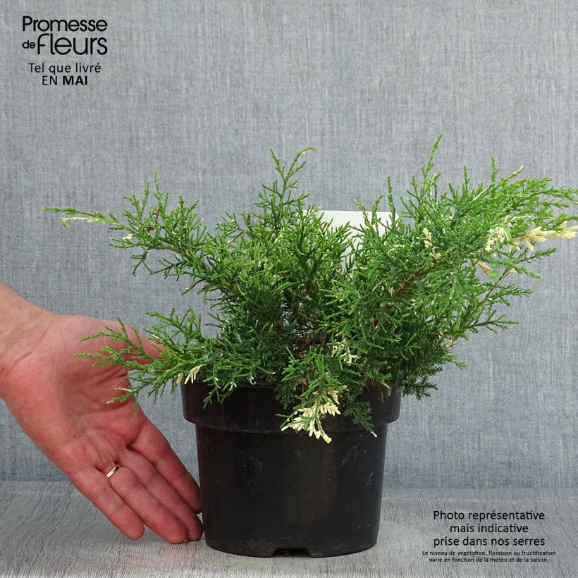 Example of Genévrier - Juniperus pfitzeriana White Splash Pot de 2L/3L as you get in printemps