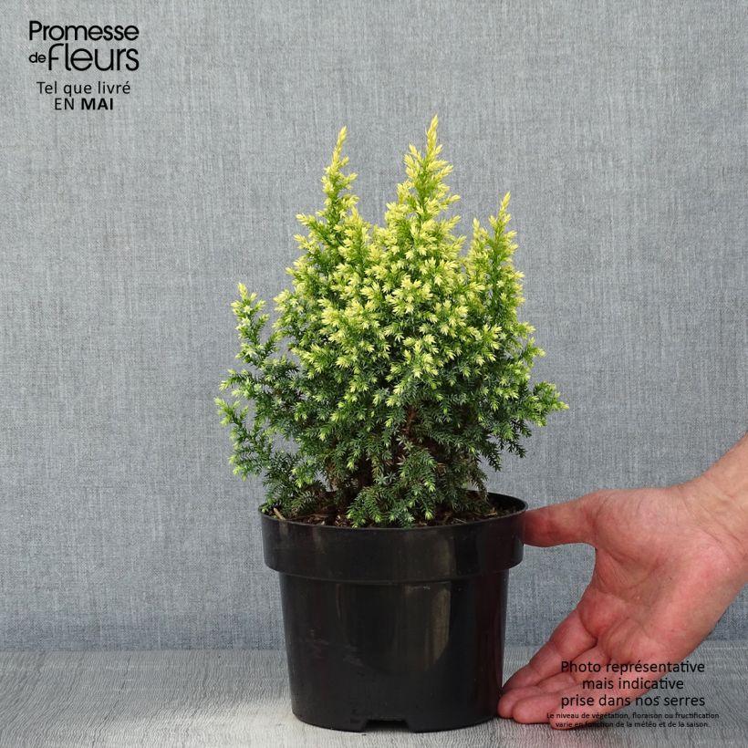 Example of Genévrier - Juniperus pingii Hulsdonk Yellow Pot de 2L/3L as you get in printemps