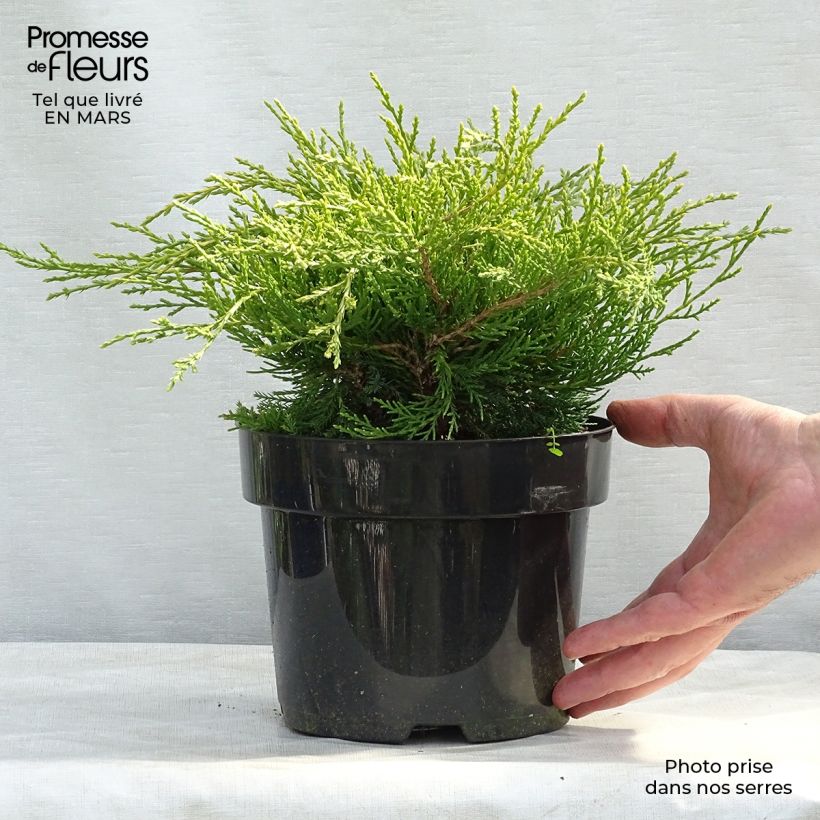 Example of Genévrier - Juniperus x media Gold Coast Pot de 2L/3L as you get in printemps