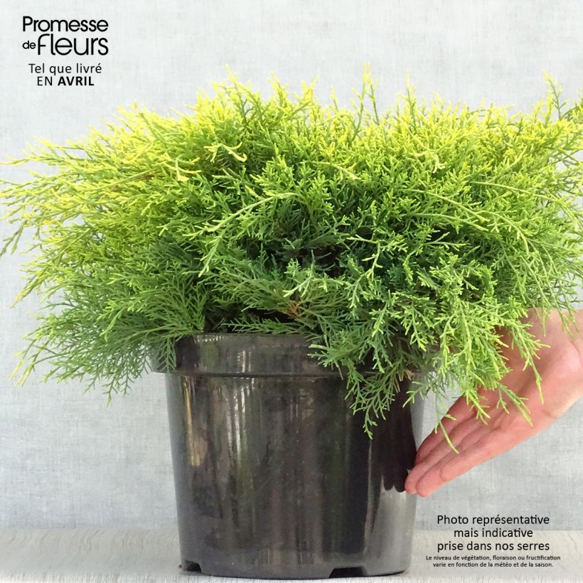 Example of Genévrier - Juniperus x media Gold Coast Pot de 7,5L/10L as you get in printemps