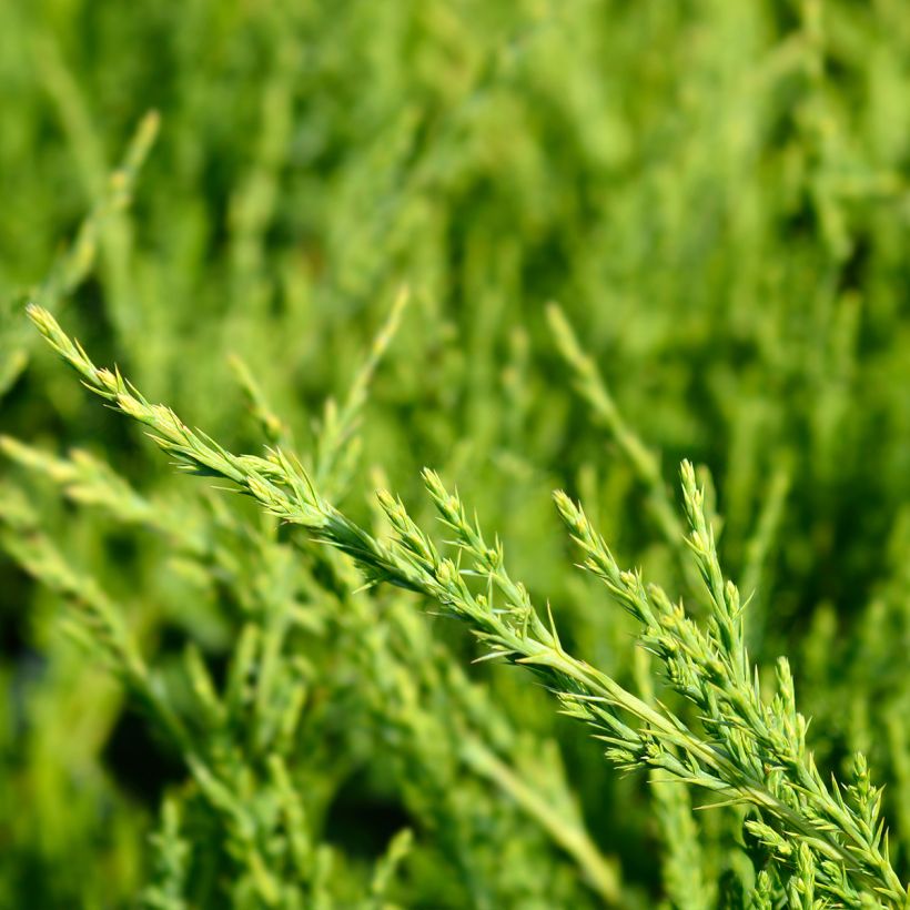 Genévrier - Juniperus x media Mint Julep (Foliage)