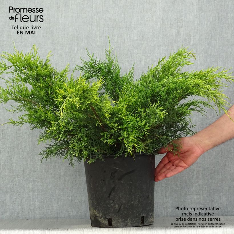 Example of Genévrier - Juniperus x media Mint Julep Pot de 7,5L/10L as you get in printemps