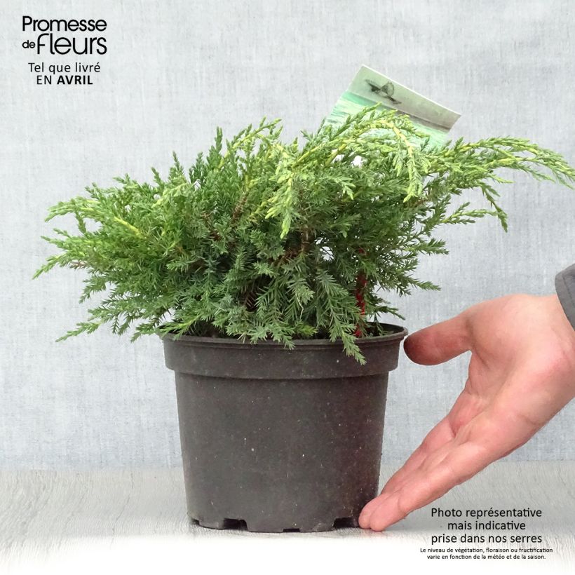 Example of Genévrier - Juniperus x media Pfitzeriana Aurea Pot de 2L/3L as you get in printemps