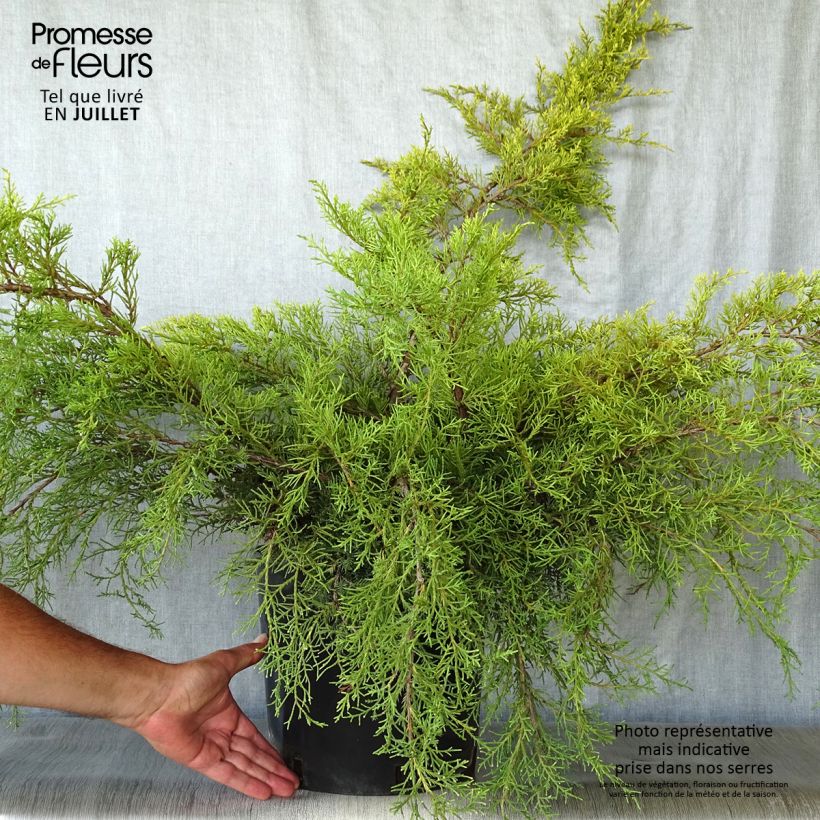 Spécimen de Genévrier - Juniperus x media Pfitzeriana Aurea Pot de 7,5L/10L tel que livré en été