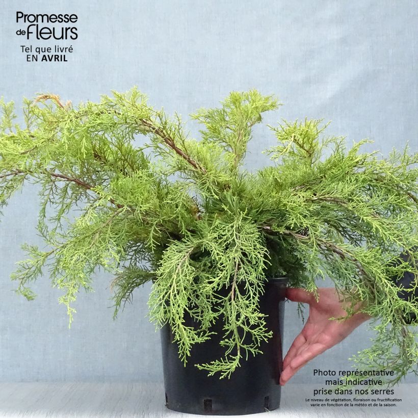 Example of Genévrier - Juniperus x media Pfitzeriana Aurea Pot de 7,5L/10L as you get in printemps