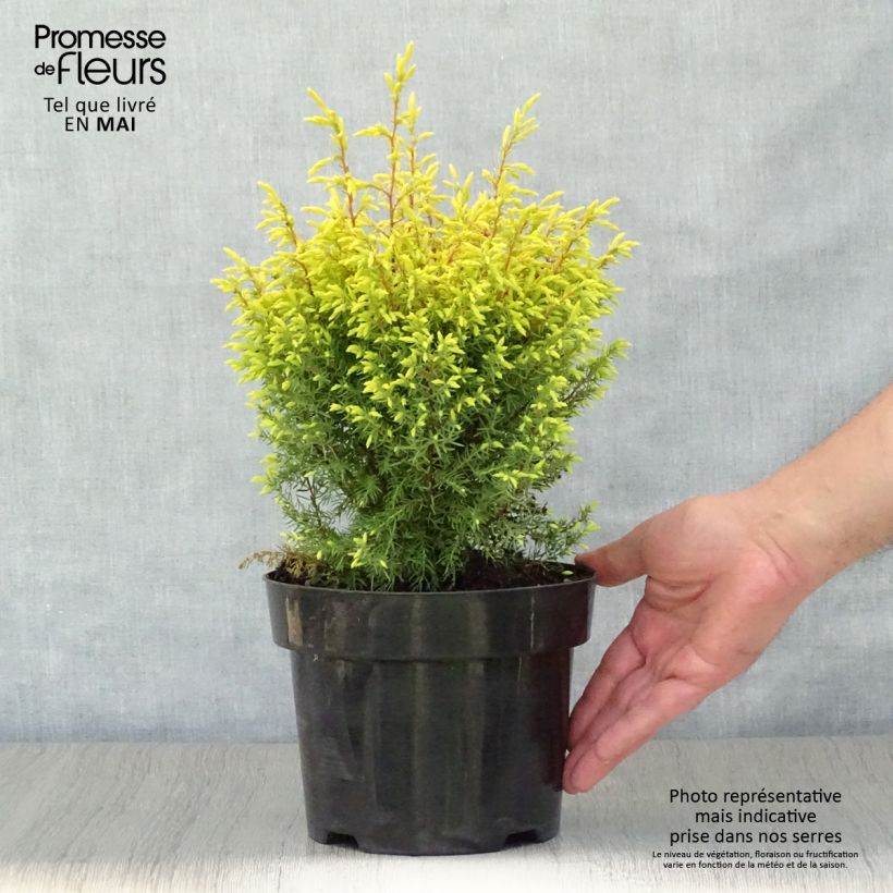 Example of Genévrier commun - Juniperus communis Gold Cone                Pot de 2L/3L as you get in printemps
