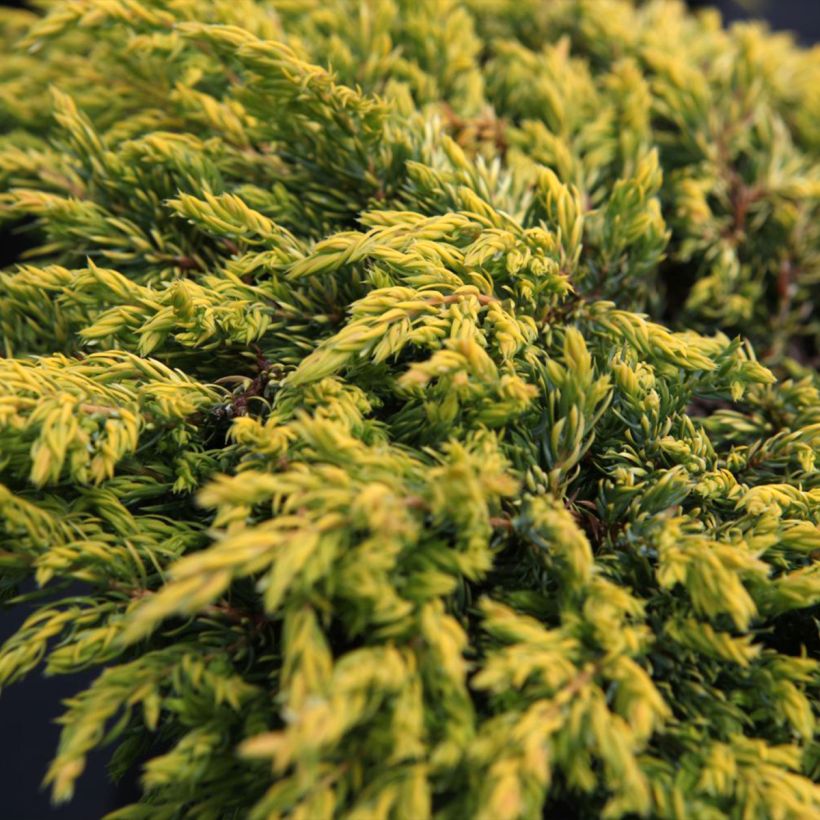 Genévrier commun - Juniperus communis Goldschatz (Foliage)
