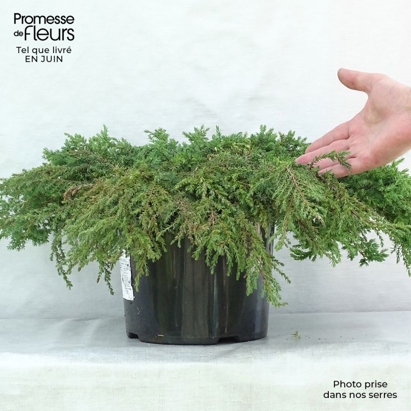 Spécimen de Genévrier commun - Juniperus communis Green Carpet    Pot de 7,5L/10L tel que livré en été