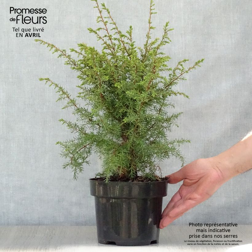 Example of Genévrier commun - Juniperus communis Hibernica Pot de 2L/3L as you get in printemps