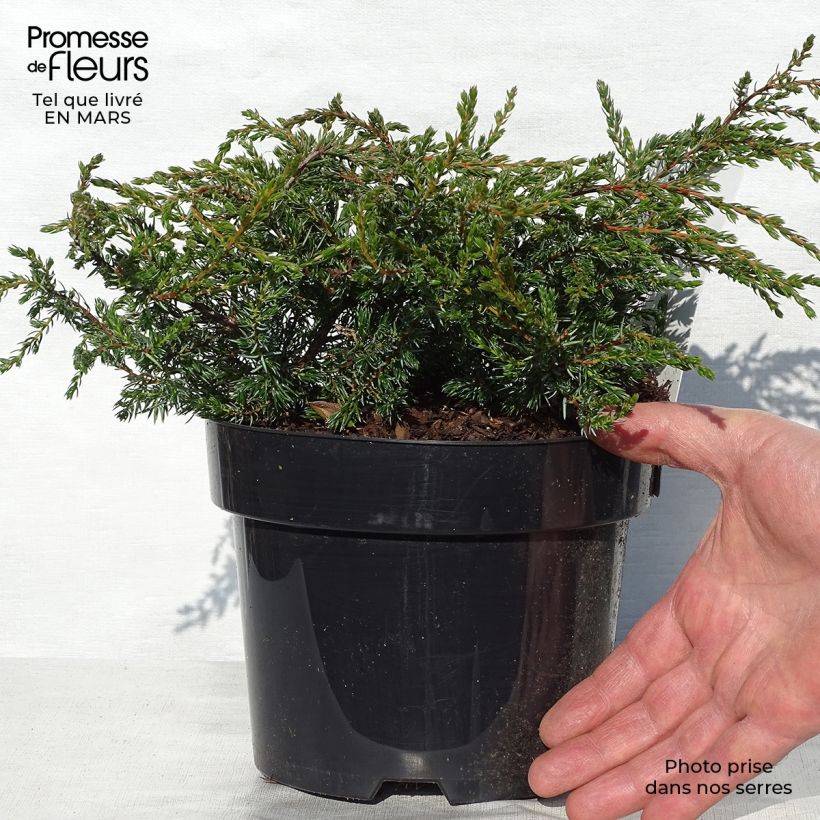 Example of Genévrier commun - Juniperus communis Repanda Pot de 2L/3L as you get in printemps