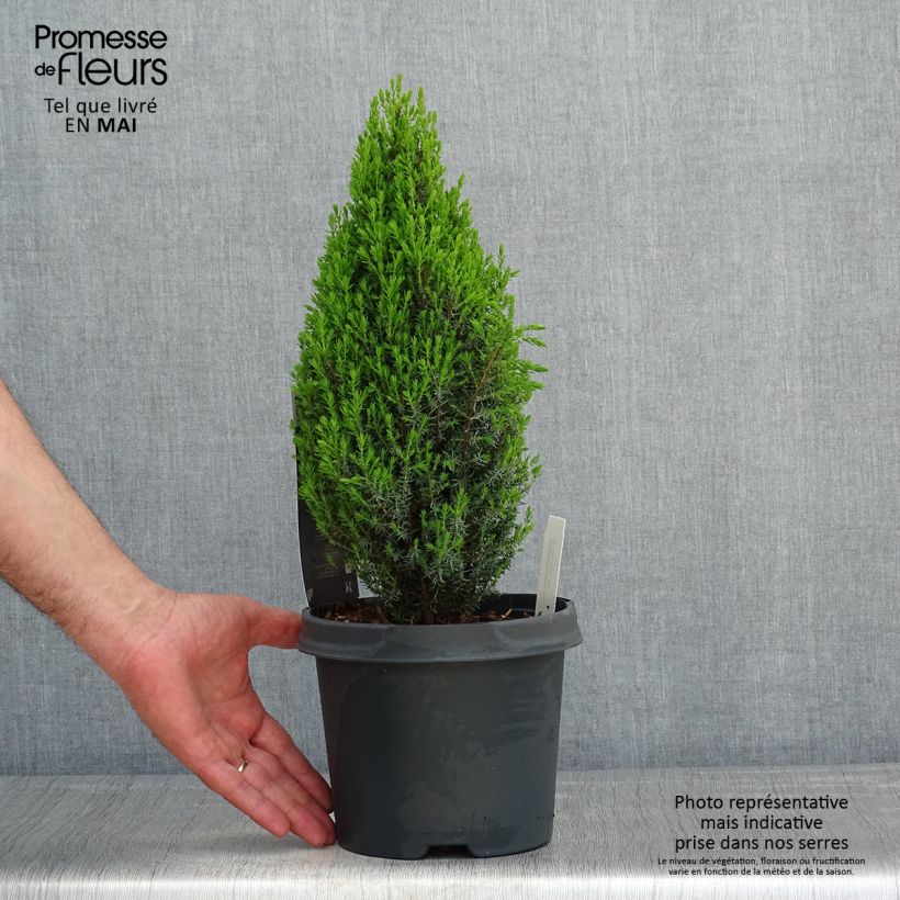 Example of Genévrier commun nain - Juniperus communis Compressa Pot de 2L/3L as you get in printemps