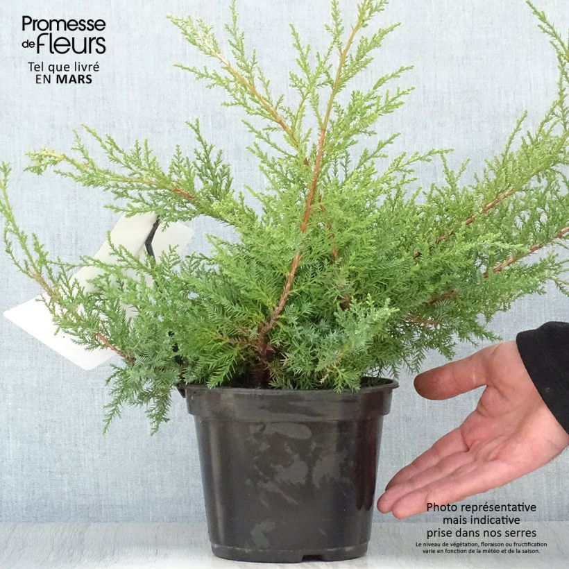 Example of Genévrier de Pfitzer Compact - Juniperus pfitzeriana Compacta Pot de 2L/3L as you get in printemps