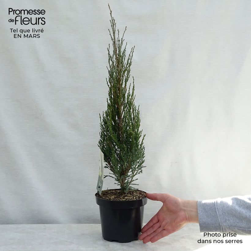 Example of Genévrier de Virginie -Juniperus scopulorum Blue Arrow Pot de 2L/3L as you get in printemps