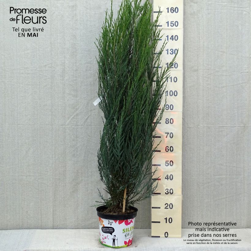 Example of Genévrier de Virginie -Juniperus scopulorum Blue Arrow Pot de 6L/7L as you get in printemps