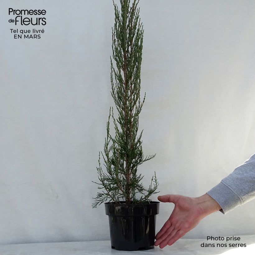 Example of Genévrier de Virginie - Juniperus scopulorum Skyrocket Pot de 3L/4L as you get in printemps