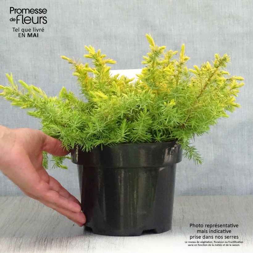 Example of Genévrier des plages - Juniperus conferta All Gold Pot de 2L/3L as you get in printemps